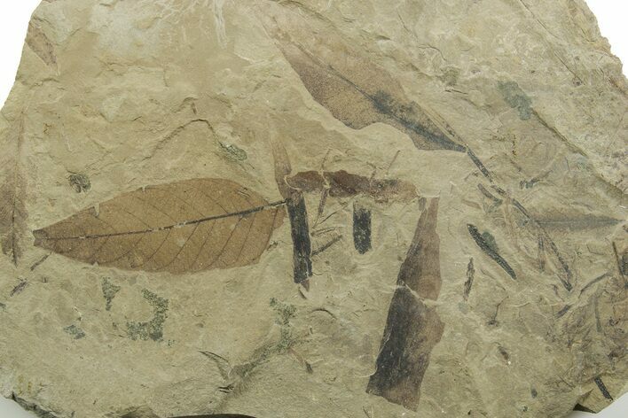 Fossil Leaf and Horsetail Plate - Green River Formation, Utah #368741